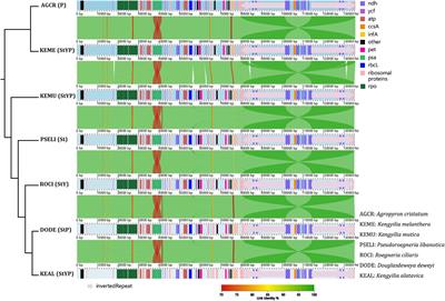 Chloroplast Phylogenomic Analyses Resolve Multiple Origins of the Kengyilia Species (Poaceae: Triticeae) via Independent Polyploidization Events